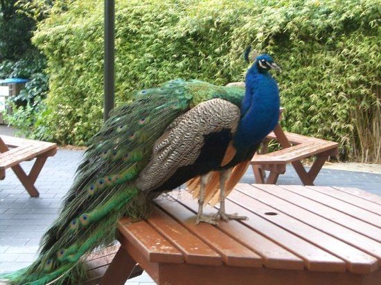 Zoológico de Hamilton